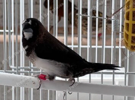 Breeding pair bengalese