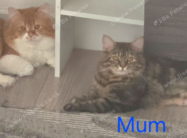 Adorable Persian/Maine Coon breed kittens.