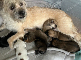 3 months old fully vaccinated boys left