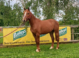 Super talented ponyclub/ridingclub type