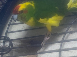 Kakariki male