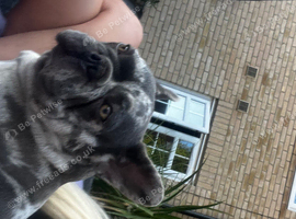 French bulldog 4years old