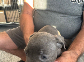 ready to go staff puppy for sale