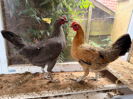 laying hens