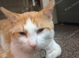 Need to re-home my 18 month cat