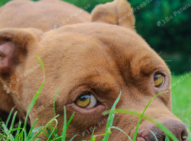American bully