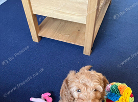Male cockapoo