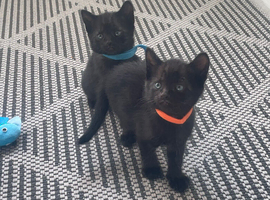 3 beautiful kittens ready may 26th