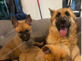 German shepard