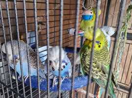 Cute budgies looking for loving family
