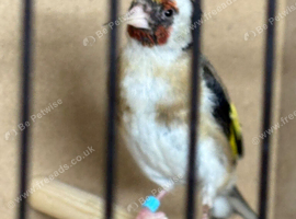 Pea throat hen goldfinch