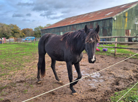 Amateur's Dressage Prospect