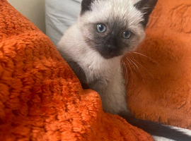 5 beautifull kittens!! Ready Now !