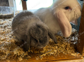 Mini lop