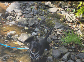 Biscuit 10 month old mini dachshund