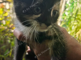 Sweet Litter of Fluffy Mixed Breed Kittens - Ready to Reserve:)
