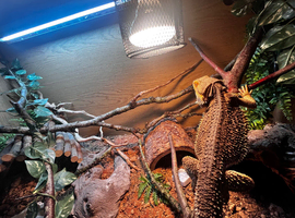 Bearded dragon