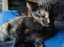 3 beautiful kittens - one girl left