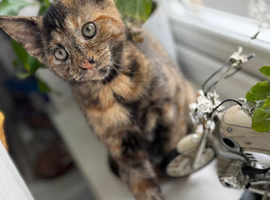 Beautiful 4-month-old Tortoiseshell kitten looking for a loving home!