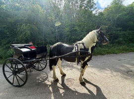 15.3hh Ride and Drive Gelding with Cart and Harness