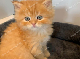 Six absolutely stunning Persian Kittens