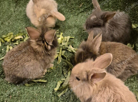 Mixed bunnies