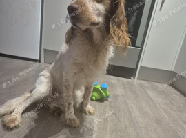 2yr old spaniel