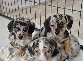 Stunning puppies looking for their new home