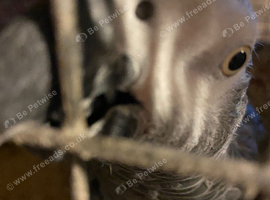 Proven male african grey