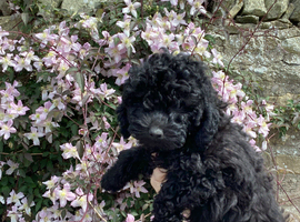 Kennel club puppy