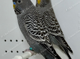 Anthracite Grey Black Face Budgies For Sale