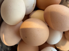 HATCHING EGGS