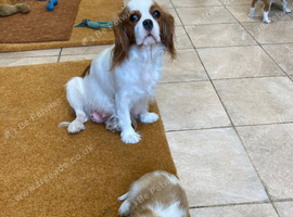 Lovely litter of KC reg blenheim and tri cavalier king charles pups from health tested parents