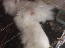 2 female angora bunnies