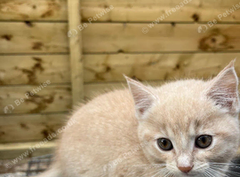 Beautiful female kitten