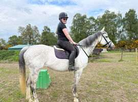 16&rsquo;1hh TB Mare