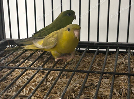 Stunning Baby Lineolated Parakeets