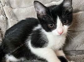 LOVELY FEMALE KITTEN