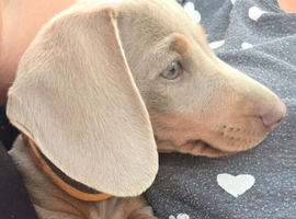 ️ ️LAST ONE! Mini daxie isabella and tan