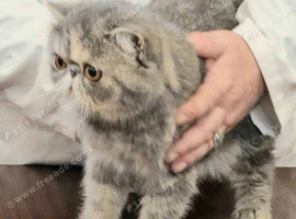 Wonderful  Exotic Shorthair Female