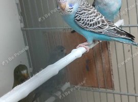 Budgies bw split bf split bw