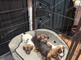 Jack Russell Puppies