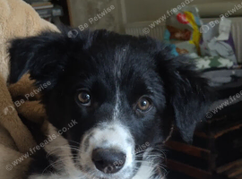 Girl puppy
