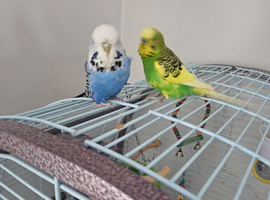 Budgies for sale and more