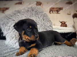 Rottweiler puppies, 3 boys, 3 girly, ready to go.