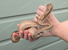 Female Fire motley boa for sale!!