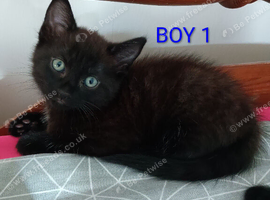 Beautiful Ragdoll Mix kittens looking for a new home!!