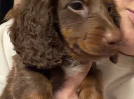 5.5 month old minature male dachshund