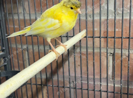 Mixed canaries for sale