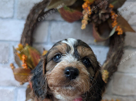Show type cockapoo puppies DNA clear